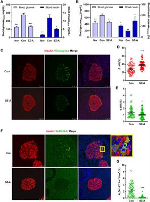 Morus alba L. (Sangzhi) Alkaloids Promote Insulin Secretion, Restore Diabetic β-Cell Function by Preventing Dedifferentiation and Apoptosis